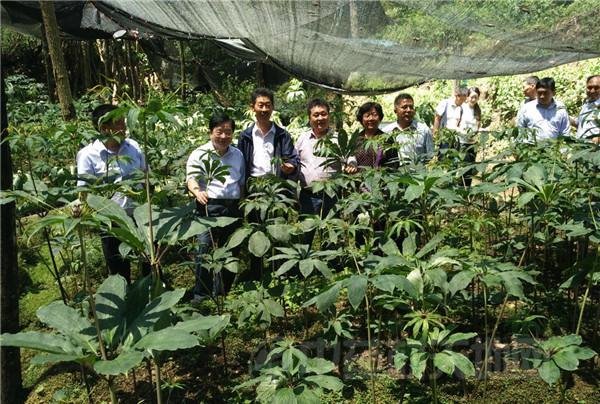 中药材行业存在的问题与解决建议之三——中药材产地加工的困境与出路